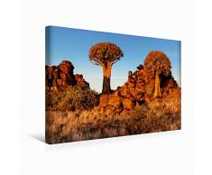 Calvendo Premium Textil-Leinwand 45 cm x 30 cm quer KÃ¶cherbaum im Abendlicht in der Namib WÃ¼ste in Namibia | Wandbild, Bild auf Keilrahmen, Fertigbild auf sÃ¼dlichen Afrika in Namibia Orte Orte
