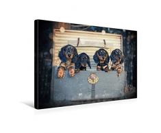 Premium Textil-Leinwand 45 x 30 cm Quer-Format Welpen von der Laaberbergmeute, Langhaar, Standard, schwarz-rot/-tiger | Wandbild, HD-Bild auf Keilrahmen, Fertigbild auf hochwertigem Vlies, Leinwanddruck von Anja Foto Grafia Fotografie