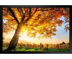 Poster Gießerei Sonnenlicht durch Gold Baum Weinberg im Herbst Foto Kunstdruck Foto Kunstdruck 20x14 inches Framed Poster