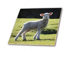 3dRose CT 22784 _ 3 Liebenswürdig, Lamb Neuseeland Keramik Fliesen, 20,3 cm