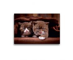 Premium Textil-Leinwand 45 x 30 cm Quer-Format Katzenkinder - Britisch Kurzhaar | Wandbild, HD-Bild auf Keilrahmen, Fertigbild auf hochwertigem Vlies, Leinwanddruck von Wabi Sabi Fotografie by Janina Bürger