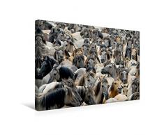Premium Textil-Leinwand 45 x 30 cm Quer-Format Herde wildlebender Dülmener Ponys | Wandbild, HD-Bild auf Keilrahmen, Fertigbild auf hochwertigem Vlies, Leinwanddruck von Katho Menden