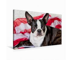 Premium Textil-Leinwand 75 x 50 cm Quer-Format Colored Boston Terrier Stripes Brindle/White | Wandbild, HD-Bild auf Keilrahmen, Fertigbild auf hochwertigem Vlies, Leinwanddruck von Nicola Kassat Fotografie
