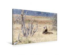 Premium Textil-Leinwand 90 x 60 cm Quer-Format Afrika: Gähnender Löwe, Botswana | Wandbild, HD-Bild auf Keilrahmen, Fertigbild auf hochwertigem Vlies, Leinwanddruck von Angelika Stern