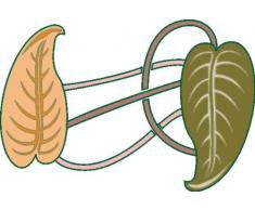 INDIGOS 4051719714111 Wandtattoo MF122 atemberaubende BlÃ¤tter Natur Pflanzen 40 x 26 cm