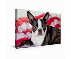 Premium Textil-Leinwand 45 x 30 cm Quer-Format Colored Boston Terrier Stripes Brindle/White | Wandbild, HD-Bild auf Keilrahmen, Fertigbild auf hochwertigem Vlies, Leinwanddruck von Nicola Kassat Fotografie