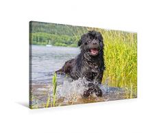 Premium Textil-Leinwand 75 x 50 cm Quer-Format Spiel im Wasser | Wandbild, HD-Bild auf Keilrahmen, Fertigbild auf hochwertigem Vlies, Leinwanddruck von Sigrid Starick