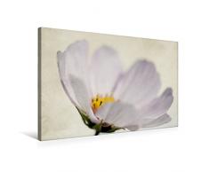 Calvendo Premium Textil-Leinwand 75 x 50 cm Quer-Format Sommerblümchen | Wandbild, HD-Bild auf Keilrahmen, Fertigbild auf Hochwertigem Vlies, Leinwanddruck von Zarte Sommerblume Menschen Menschen