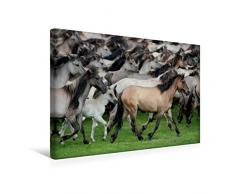 Calvendo Premium Textil-Leinwand 45 cm x 30 cm quer, DÃ¼lmener Wildpferde | Wandbild, Bild auf Keilrahmen, Fertigbild auf echter Leinwand, Leinwanddruck: Herde in Bewegung Tiere Tiere
