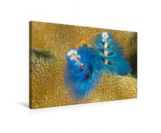 Premium Textil-Leinwand 75 x 50 cm Quer-Format Weihnachtsbaum RÃ¶hrenwurm | Wandbild, HD-Bild auf Keilrahmen, Fertigbild auf hochwertigem Vlies, Leinwanddruck von Sidney Smith