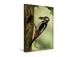 Calvendo Premium Textil-Leinwand 30 cm x 45 cm hoch, Ein Motiv aus Dem Kalender Besucher im Garten - Vögel | Wandbild, Bild auf Keilrahmen, Fertigbild auf Echter Leinwand, Leinwanddruck Tiere Tiere