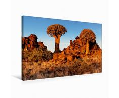 Calvendo Premium Textil-Leinwand 75 cm x 50 cm Quer KÃ¶cherbaum im Abendlicht in der Namib WÃ¼ste in Namibia | Wandbild, Bild auf Keilrahmen, Fertigbild auf sÃ¼dlichen Afrika in Namibia Orte Orte