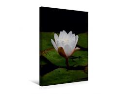 Premium Textil-Leinwand 30 x 45 cm Hoch-Format Seerosen | Wandbild, HD-Bild auf Keilrahmen, Fertigbild auf hochwertigem Vlies, Leinwanddruck von Sven Herkenrath