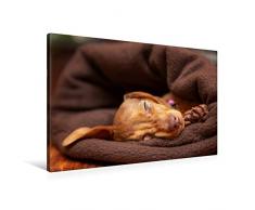 Premium Textil-Leinwand 90 cm x 60 cm quer Kuschelmaus