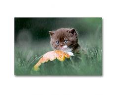Premium Textil-Leinwand 90 x 60 cm Quer-Format Verregnet Tag - BKH Kitten im Regen | Wandbild, HD-Bild auf Keilrahmen, Fertigbild auf hochwertigem Vlies, Leinwanddruck von Wabi Sabi Fotografie by Janina Bürger