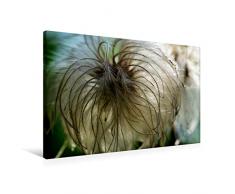 Premium Textil-Leinwand 90 cm x 60 cm quer Zarte, flaumige Clematis