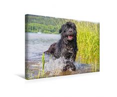 Premium Textil-Leinwand 45 x 30 cm Quer-Format Spiel im Wasser | Wandbild, HD-Bild auf Keilrahmen, Fertigbild auf hochwertigem Vlies, Leinwanddruck von Sigrid Starick