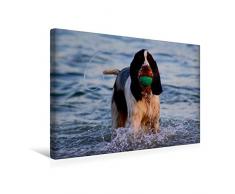 Premium Textil-Leinwand 45 x 30 cm Quer-Format Sigi - Hund spielt im Wasser | Wandbild, HD-Bild auf Keilrahmen, Fertigbild auf hochwertigem Vlies, Leinwanddruck von Renate Bleicher