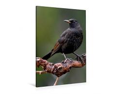 Calvendo Premium Textil-Leinwand 80 cm x 120 cm hoch, Amsel | Wandbild, Bild auf Keilrahmen, Fertigbild auf echter Leinwand, Leinwanddruck: Vögel im heimischen Garten Tiere Tiere