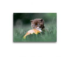 Premium Textil-Leinwand 45 x 30 cm Quer-Format Verregnet Tag - BKH Kitten im Regen | Wandbild, HD-Bild auf Keilrahmen, Fertigbild auf hochwertigem Vlies, Leinwanddruck von Wabi Sabi Fotografie by Janina Bürger