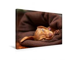 Premium Textil-Leinwand 45 cm x 30 cm quer Kuschelmaus