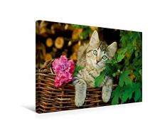 Premium Textil-Leinwand 45 x 30 cm Quer-Format Niedliches junges KÃ¤tzchen auf einem Weidenkorb | Wandbild, HD-Bild auf Keilrahmen, Fertigbild auf hochwertigem Vlies, Leinwanddruck von Katho Menden