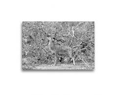 Premium Textil-Leinwand 45 x 30 cm Quer-Format Afrika: Männlicher Kudu im Moremi Games Reserve, Botswana | Wandbild, HD-Bild auf Keilrahmen, Fertigbild auf hochwertigem Vlies, Leinwanddruck von Angelika Stern