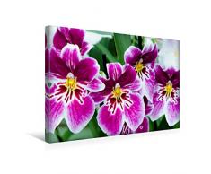 Premium Textil-Leinwand 45 cm x 30 cm quer Miltonia Orchideen