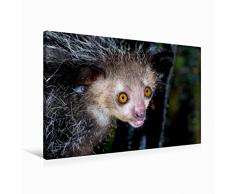 Premium Textil-Leinwand 90 x 60 cm Quer-Format Fingertier (Aye-Aye) | Wandbild, HD-Bild auf Keilrahmen, Fertigbild auf hochwertigem Vlies, Leinwanddruck von Uwe Kribus