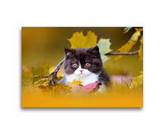 Premium Textil-Leinwand 75 x 50 cm Quer-Format BKH Katzenkind im Herbst | Wandbild, HD-Bild auf Keilrahmen, Fertigbild auf hochwertigem Vlies, Leinwanddruck von Wabi Sabi Fotografie by Janina Bürger