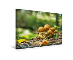 Premium Textil-Leinwand 45 x 30 cm Quer-Format Pilze in unseren Wäldern | Wandbild, HD-Bild auf Keilrahmen, Fertigbild auf hochwertigem Vlies, Leinwanddruck von Avianaarts Design Fotografie by Tanja Riedel