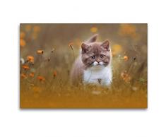 Premium Textil-Leinwand 120 x 80 cm Quer-Format Katzenkinder - Britisch Kurzhaar | Wandbild, HD-Bild auf Keilrahmen, Fertigbild auf hochwertigem Vlies, Leinwanddruck von Wabi Sabi Fotografie by Janina Bürger