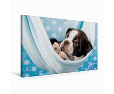 Premium Textil-Leinwand 75 x 50 cm Quer-Format Colored Boston Terrier Blue/White | Wandbild, HD-Bild auf Keilrahmen, Fertigbild auf hochwertigem Vlies, Leinwanddruck von Nicola Kassat Fotografie
