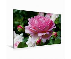 Premium Textil-Leinwand 75 x 50 cm Quer-Format Englische Rosen im Garten | Wandbild, HD-Bild auf Keilrahmen, Fertigbild auf hochwertigem Vlies, Leinwanddruck von Martina Cross