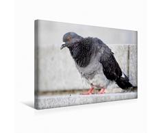 Premium Textil-Leinwand 45 cm x 30 cm quer Geliebte Stadttaube | Wandbild, Bild auf Keilrahmen, Fertigbild auf echter Leinwand, Leinwanddruck