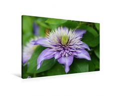 Premium Textil-Leinwand 90 x 60 cm Quer-Format Clematis Multi Blue | Wandbild, HD-Bild auf Keilrahmen, Fertigbild auf hochwertigem Vlies, Leinwanddruck von Gisela Kruse
