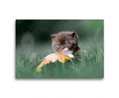 Premium Textil-Leinwand 75 x 50 cm Quer-Format Verregnet Tag - BKH Kitten im Regen | Wandbild, HD-Bild auf Keilrahmen, Fertigbild auf hochwertigem Vlies, Leinwanddruck von Wabi Sabi Fotografie by Janina Bürger