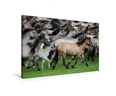 Calvendo Premium Textil-Leinwand 90 cm x 60 cm quer, DÃ¼lmener Wildpferde | Wandbild, Bild auf Keilrahmen, Fertigbild auf echter Leinwand, Leinwanddruck: Herde in Bewegung Tiere Tiere