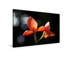 Premium Textil-Leinwand 75 cm x 50 cm quer Prachtvolle Orchideen im Gegenlicht