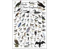 Earth Sky & Wasser Poster – Birds of New England Coast