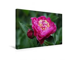 Premium Textil-Leinwand 45 cm x 30 cm quer Pfingstrose