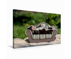 Premium Textil-Leinwand 75 x 50 cm Quer-Format Border Collie Welpe liegt auf kleinem Sofa | Wandbild, HD-Bild auf Keilrahmen, Fertigbild auf hochwertigem Vlies, Leinwanddruck von Andrea Mayer Tierfotografie