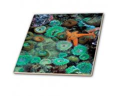 3dRose CT 94019 _ 2 oder, Neptune SP. Seestern, Sea Anemone Marine life-us38 rer0119-ric ergenbright-Ceramic Fliesen, 15,2 cm