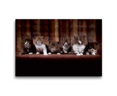 Premium Textil-Leinwand 75 x 50 cm Quer-Format Katzenkinder - Britisch Kurzhaar | Wandbild, HD-Bild auf Keilrahmen, Fertigbild auf hochwertigem Vlies, Leinwanddruck von Wabi Sabi Fotografie by Janina Bürger