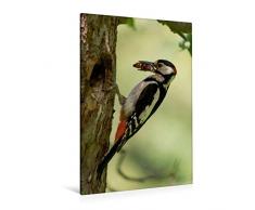 Calvendo Premium Textil-Leinwand 80 cm x 120 cm hoch, Ein Motiv aus Dem Kalender Besucher im Garten - Vögel | Wandbild, Bild auf Keilrahmen, Fertigbild auf Echter Leinwand, Leinwanddruck Tiere Tiere