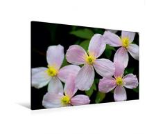 Premium Textil-Leinwand 120 x 80 cm Quer-Format Clematis | Wandbild, HD-Bild auf Keilrahmen, Fertigbild auf hochwertigem Vlies, Leinwanddruck von Peter Hebgen