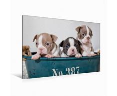 Premium Textil-Leinwand 120 x 80 cm Quer-Format Colored Boston Terrier Geschwister Lilac und Blue / White | Wandbild, HD-Bild auf Keilrahmen, Fertigbild auf hochwertigem Vlies, Leinwanddruck von Nicola Kassat Fotografie