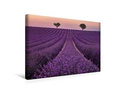 Premium Textil-Leinwand 45 cm x 30 cm quer Ein Motiv aus dem Kalender Provence, der sinnliche SÃ¼den Frankreichs