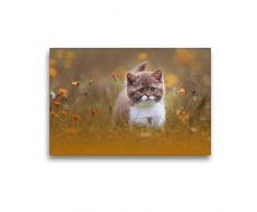 Premium Textil-Leinwand 45 x 30 cm Quer-Format Katzenkinder - Britisch Kurzhaar | Wandbild, HD-Bild auf Keilrahmen, Fertigbild auf hochwertigem Vlies, Leinwanddruck von Wabi Sabi Fotografie by Janina Bürger