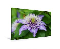 Premium Textil-Leinwand 75 x 50 cm Quer-Format Clematis Multi Blue | Wandbild, HD-Bild auf Keilrahmen, Fertigbild auf hochwertigem Vlies, Leinwanddruck von Gisela Kruse